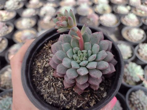 Echeveria Subcorymbosa Pote Suculindas Da Ioi