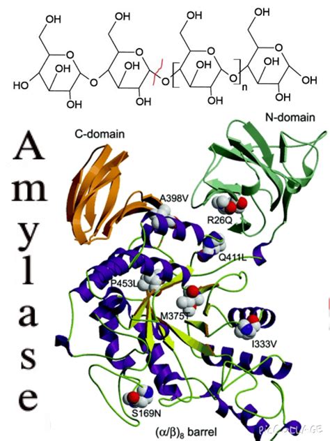 Фермент амилаза картинки