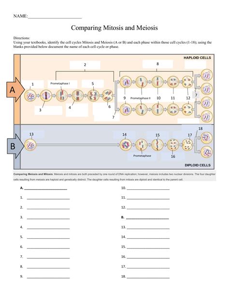 32 Mitosis Vs Meiosis Worksheet Answers Support Worksheet