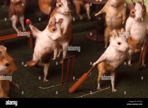 Guinea Pigs Playing Cricket Hi Res Stock Photography And Images Alamy