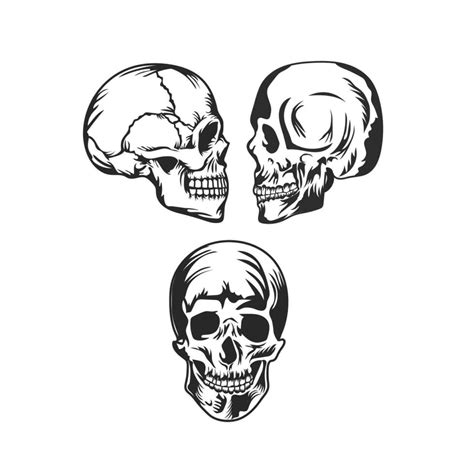 Hand Drawn Skull Vector Illustration 25941200 Vector Art At Vecteezy