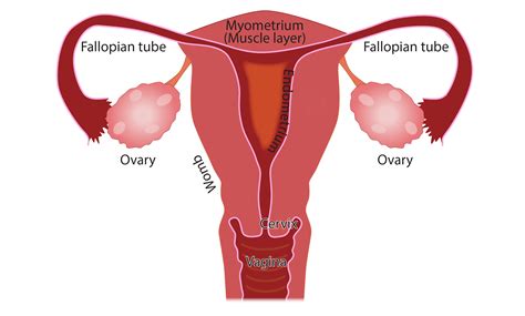 What Is Menstruation MRC Centre For Reproductive Health