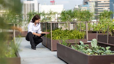 La agricultura urbana a análisis pueden los cultivos urbanos igualar