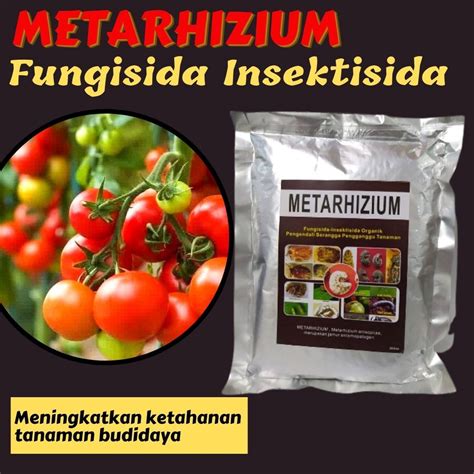 Jual Pupuk Pelebat Tomat Terbaik Fungisida Hayati Metarhizium Anti