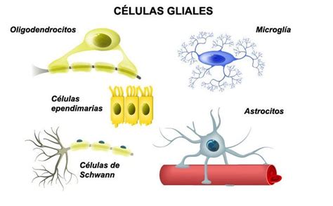 An Image Of Cellulias And Their Functions