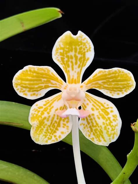 Vanda Tricolour Var Flava Pallida Furniture Home Living Gardening