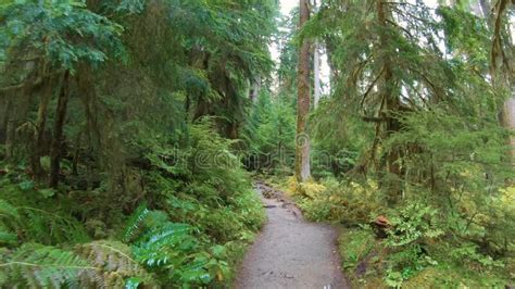 We Walk Through The Beautiful Forest Stock Photo Image Of Plants