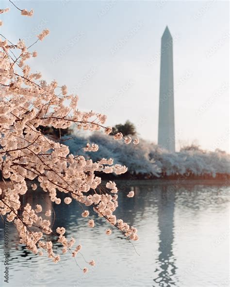 Cherry Blossoms and the Washington Monument Stock Photo | Adobe Stock