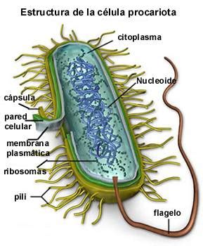 Partes de la célula procariota La guía de Biología