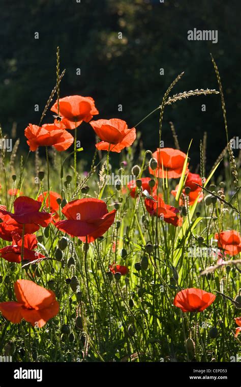 Corn Field Flanders Red Poppy Hi Res Stock Photography And Images Alamy