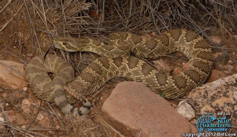 Mohave Rattlesnake Crotalus Scutulatus Scutulatus