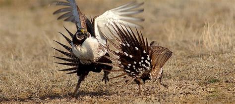 BLM releases final changes to sage-grouse plans - The Wildlife Society