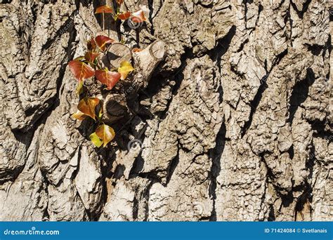 Nuova Vita Con I Vecchi Alberi Fotografia Stock Immagine Di Corteccia