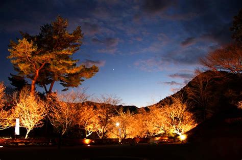 城峯公園冬桜・紅葉ライトアップ状況 神川町観光協会