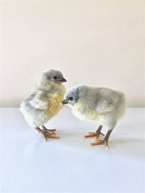 Lavender Orpington Chicks – Better With Thyme