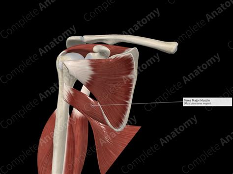 Teres Major Muscle Complete Anatomy