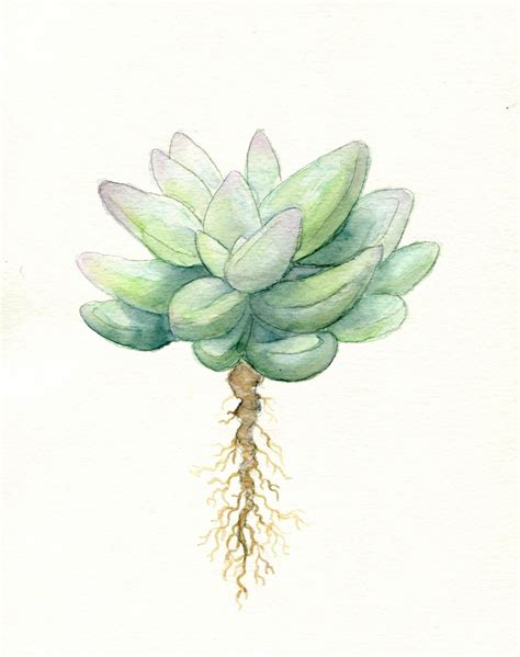 Simple Succulent Print Of Original Watercolor Minimal Art