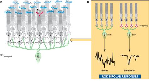 Figure 3 From Sampath The Rod To Rod Bipolar Synapse Optimization Of Single Photon Response