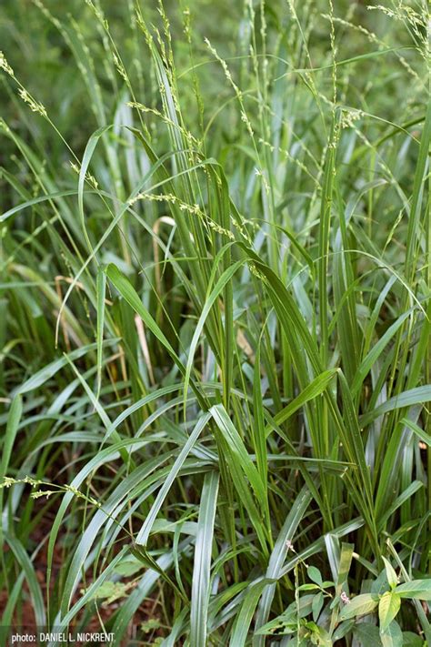 Native Grasses | Prairie Nursery