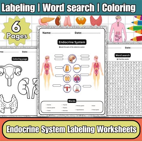 endocrine system labeled diagram worksheetswordsearchcoloringscience