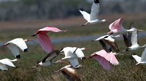 Birding The Reserve At St Charles Bay