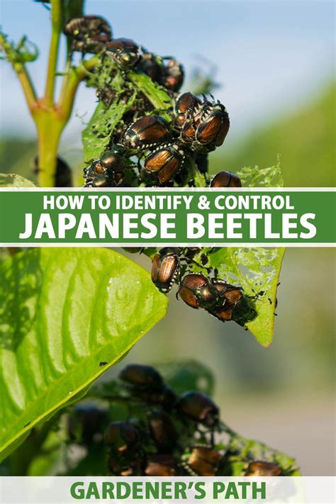 How You Can Establish And Management Japanese Beetles