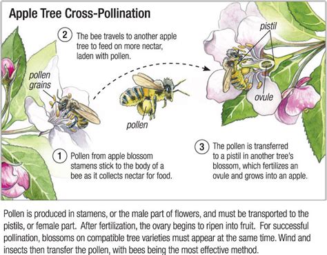 Cross Fertilization