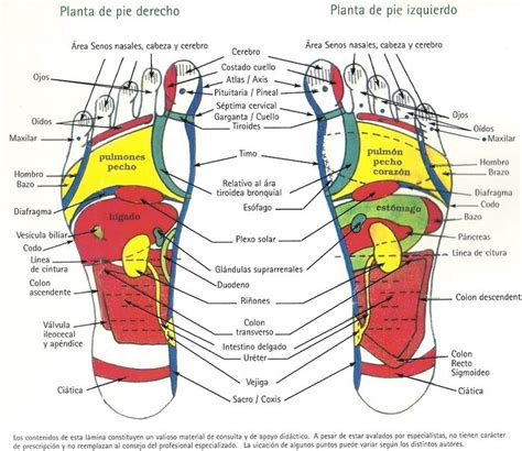 Reflexologia En Los Pies Reflexolog A Reflexolog A Del Pie Puntos