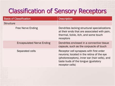 Ppt Qod What Are The Two Main Divisions Of The Nervous System