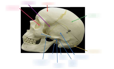 Axial Skeleton: Skull Diagram | Quizlet