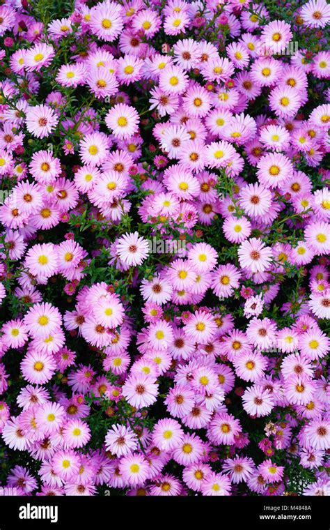 Small garden Astra flowers Stock Photo - Alamy