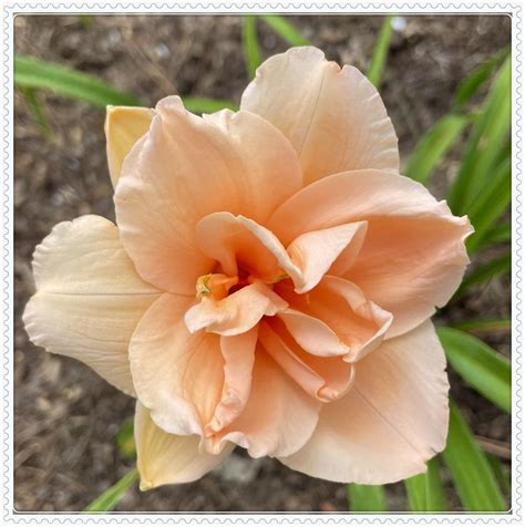 Daylily Bulbs Wild Daylilies Vigorous Perennial Bulb Plants Daylily