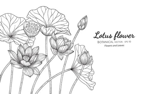 Premium Vector Lotus Flower And Leaf Hand Drawn Botanical