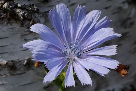 Cichorium intybus Wildstaudengärtnerei AG