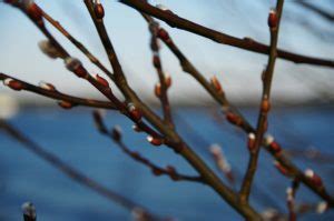 How To Propagate Pussy Willow Salix Discolor