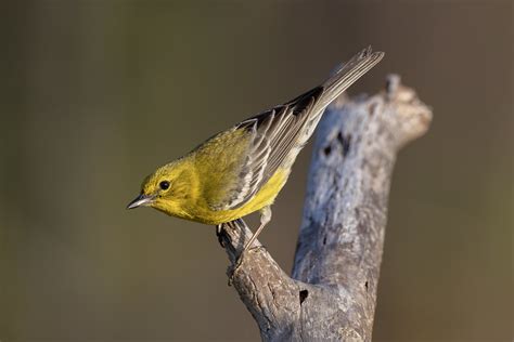 Pine Warbler Setophaga Pinus Tuskegee National Forest A Flickr