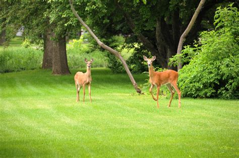 Deer In Backyard Photo Deer In The Backyard Mg 9943 By