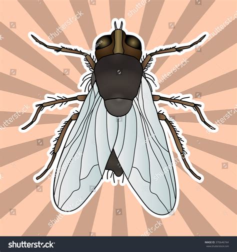 Insect Anatomy Sticker Fly Musca Domestica Stock Vector (Royalty Free ...