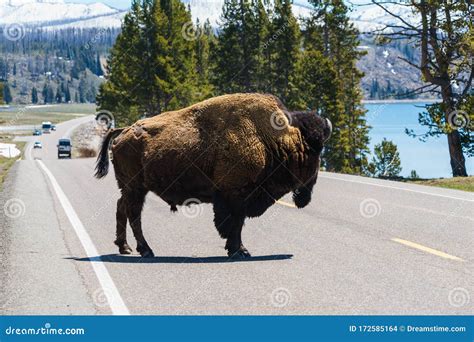 American Bison at Yellowstone Lake in the Yellowstone National Park ...