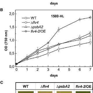 Growth Phenotype Of Wild Type And Mutant Strains A And B Growth