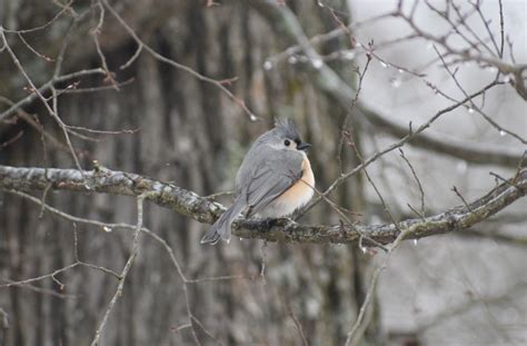 Tufted Titmouse - eMuseum of Natural History