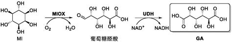 一种葡萄糖二酸的制备方法与流程