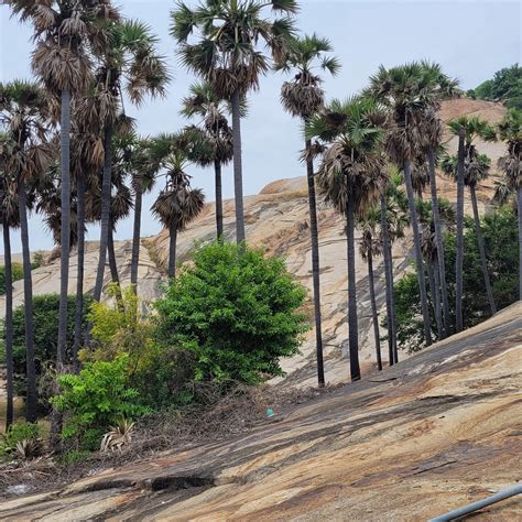 Vers L Ecopark Madurai Les Visites De Fabienne