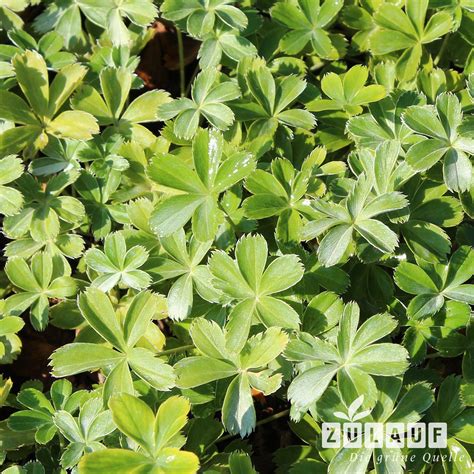 Alpen-Frauenmantel, Silbermantel - Alchemilla alpina | Zulauf Gartencenter