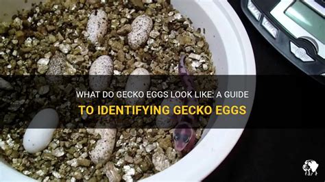 What Do Gecko Eggs Look Like A Guide To Identifying Gecko Eggs Petshun