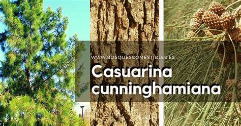 Gu A De Rboles Y Arbustos De Los Bosques Comestibles Casuarina