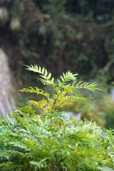 臺灣原生樹木種苗網 樹種介紹 阿里山十大功勞 我要訂購 阿里山十大功勞