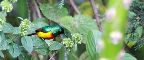 Birdwatching Safari In Rwanda Best Places To Do Birding Safari In Rwanda