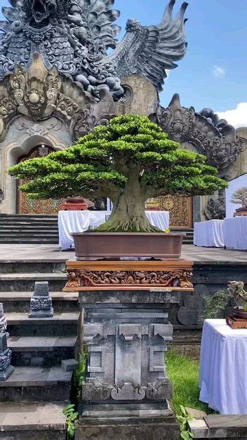 Ficus Elegant Bonsai Tree - Inspiring Garden Decoration