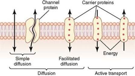 Movement Of Substance Across The Plasma Membrane